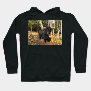 Scottish Highland Cattle Dark Black Bull 2351 Hoodie